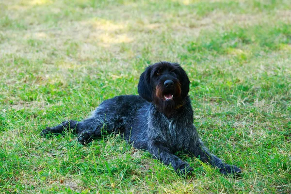 Hund rasen Drahthaar — Stockfoto