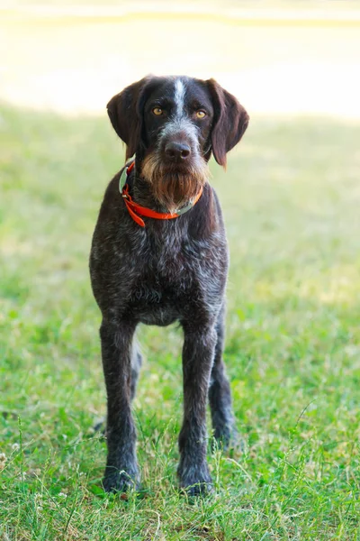 Raça de cães Drahthaar — Fotografia de Stock