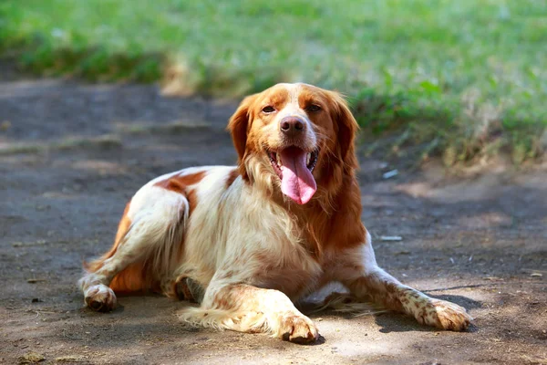 Dog breed Breton Spaniel — Stock Photo, Image