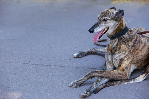 Raça de cães Greyhound — Fotografia de Stock