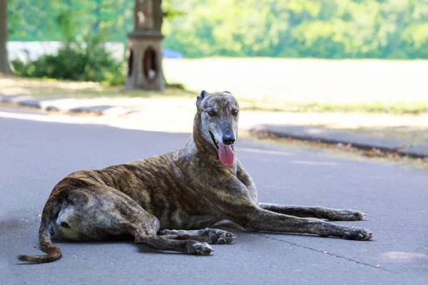 Raça de cães Greyhound — Fotografia de Stock