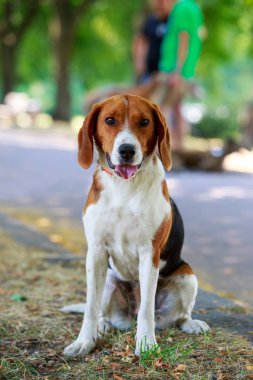 Köpek ırkı Amerikan Foxhound