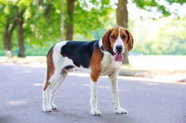 Köpek ırkı Amerikan Foxhound