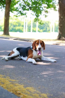 Köpek ırkı Amerikan Foxhound