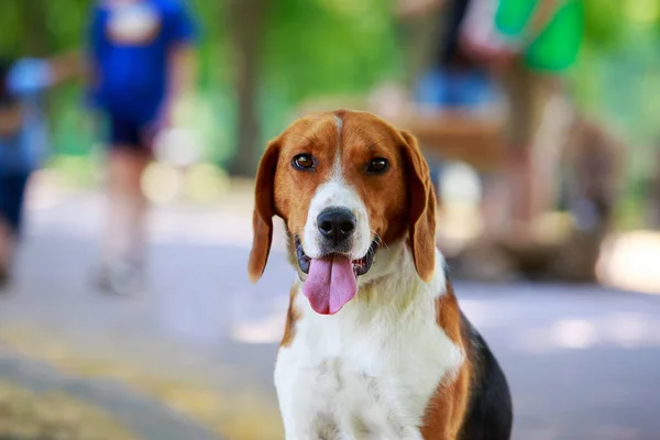 Köpek ırkı Amerikan Foxhound
