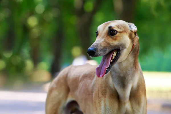 Порода собак Грейхаунд — стоковое фото
