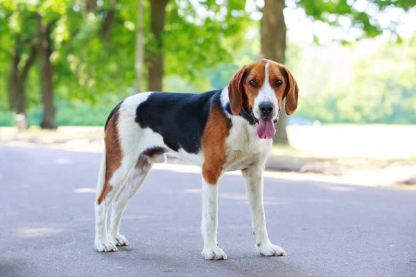 Hunden rasen Amerikanen Foxhound — Stockfoto