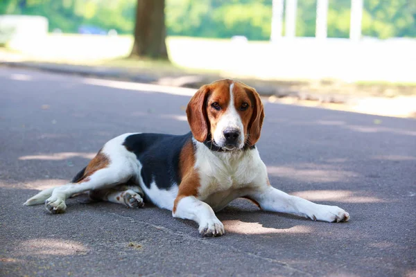 Собака породы Американский Foxhound — стоковое фото