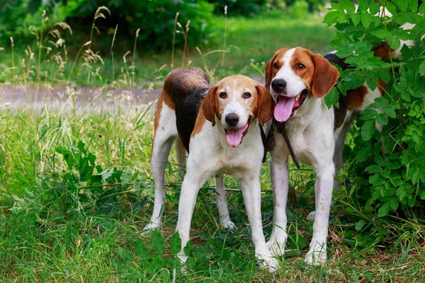 Cría de perros Anglo-Russian Hound — Foto de Stock