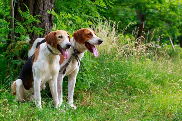 Cría de perros Anglo-Russian Hound — Foto de Stock