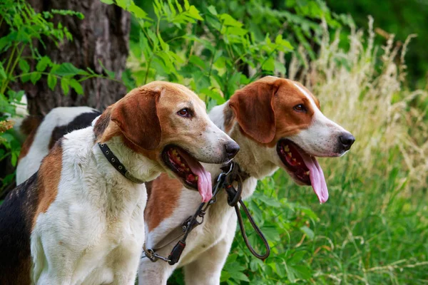 Cría de perros Anglo-Russian Hound — Foto de Stock