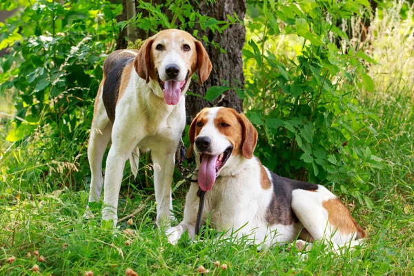 Cría de perros Anglo-Russian Hound — Foto de Stock