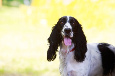 Köpek ırkı İngiliz Setter