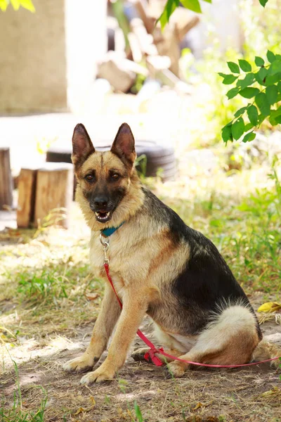 Dog breed German Shepherd — Stock Photo, Image