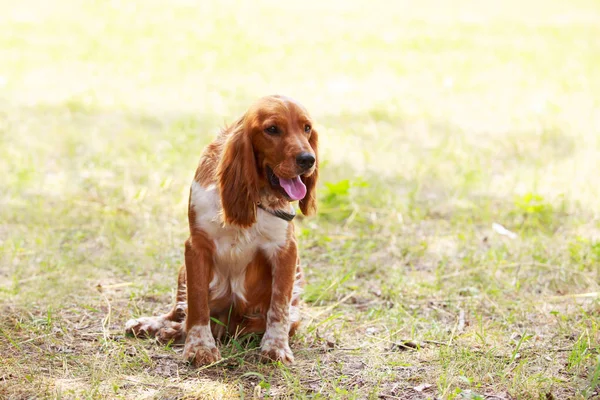 Cane razza inglese Springer Spaniel — Foto Stock