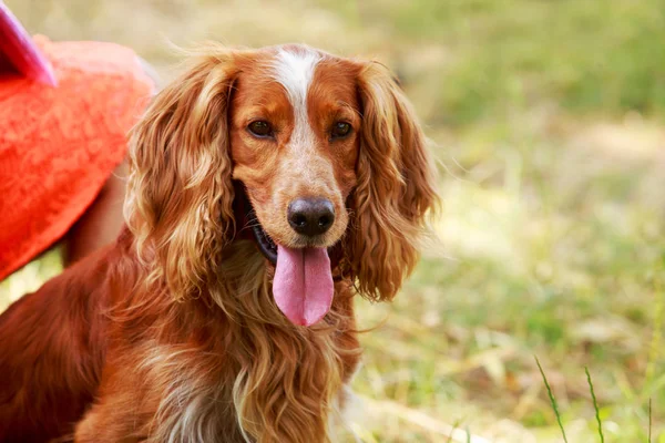 Ράτσα σκύλου Αγγλικό σπανιέλ αλτών — Φωτογραφία Αρχείου