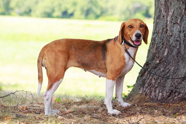 Köpek ırkı Amerikan Foxhound