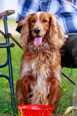 İngiliz Springer Spaniel köpek doğurmak
