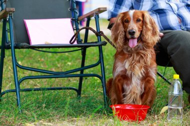 İngiliz Springer Spaniel köpek doğurmak