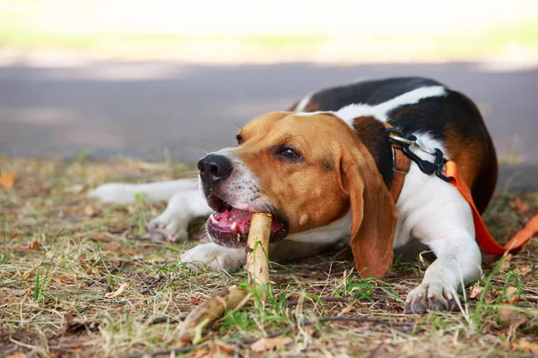 The dog breed American Foxhound — Stock Photo, Image