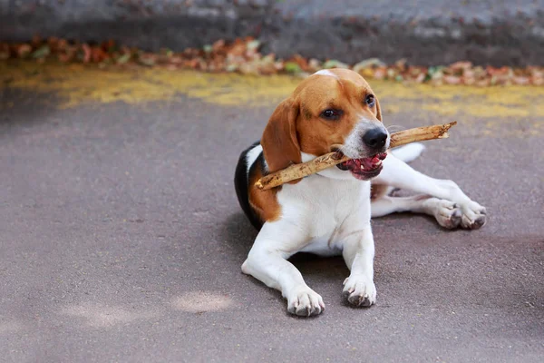The dog breed American Foxhound — Stock Photo, Image