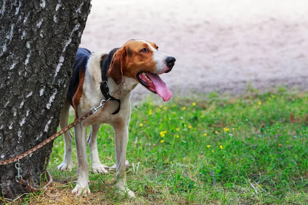 Dog breed Anglo-Russian Hound — Stock Photo, Image