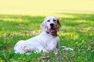 Köpek ırkı İngiliz Setter
