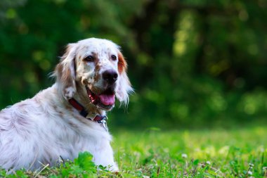 Köpek ırkı İngiliz Setter