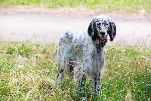 Dog breed English Setter — Stock Photo, Image