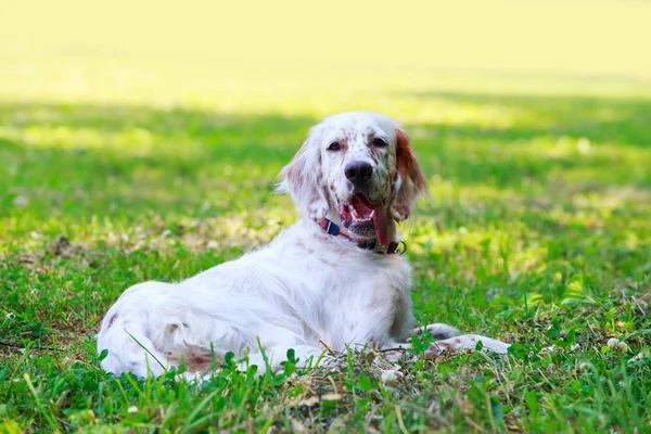 Dog breed English Setter — Stock Photo, Image