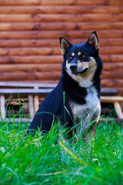 Köpek ırkı Doğu Sibirya Laika