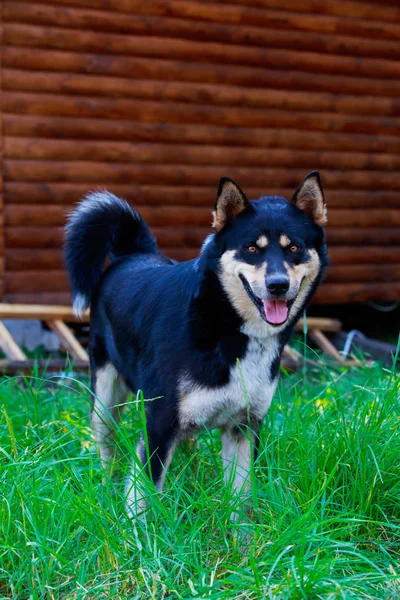 Raça de cães Leste Siberian Laika — Fotografia de Stock