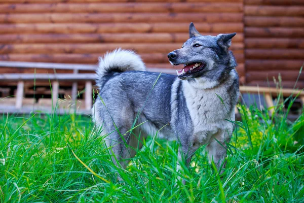 Собака породи Західна сибірська лайка — стокове фото