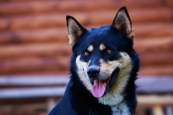 Pies rasy East Siberian laika — Zdjęcie stockowe