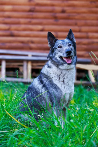 Razza di cane Siberiano Occidentale Laika — Foto Stock