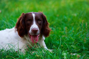 İngiliz Springer Spaniel köpek doğurmak