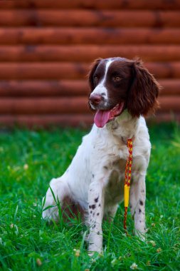 İngiliz Springer Spaniel köpek doğurmak