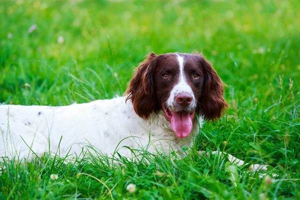 Raza de perro Inglés Springer Spaniel — Foto de Stock