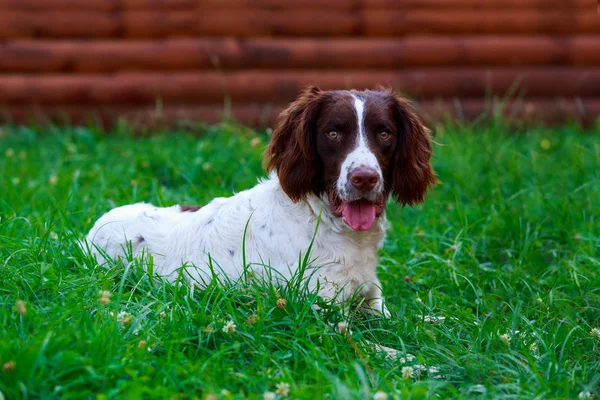 Порода собак English Springer Spaniel — стоковое фото