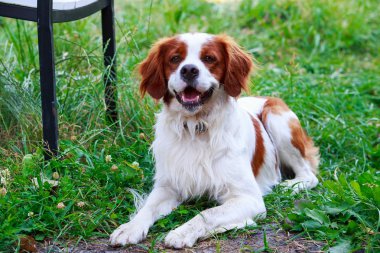 Köpek ırkı Breton Spaniel