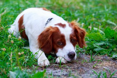 Köpek ırkı Breton Spaniel
