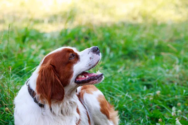 Dog breed Breton Spaniel — Stock Photo, Image