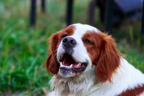 Raça cão Breton Spaniel — Fotografia de Stock