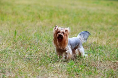 Köpek cinsi Yorkshire Teriyeri