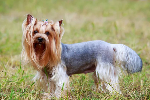 Pies rasy yorkshire terrier — Zdjęcie stockowe