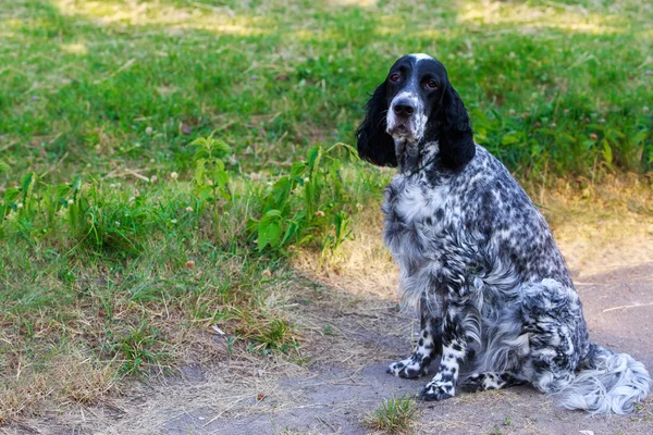 Порода собак Английский сеттер — стоковое фото