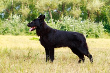 Köpek çiftleşmesi Alman çoban köpeği