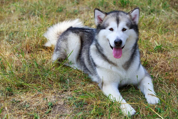 Pies rasy Alaskan Malamute — Zdjęcie stockowe