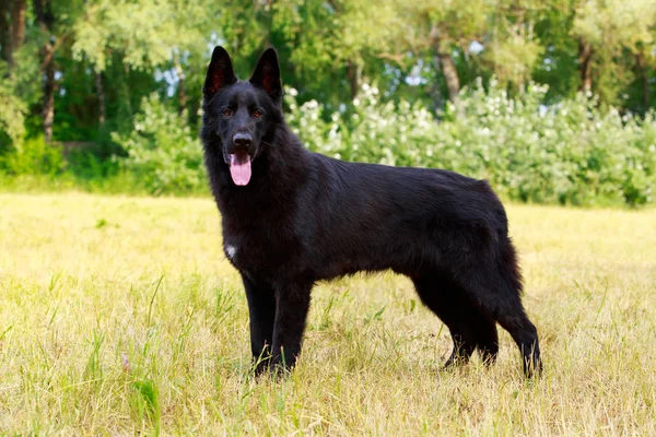 Hund ras tysk herde — Stockfoto