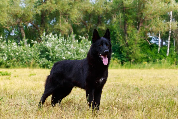 Hunderasse Deutscher Schäferhund — Stockfoto